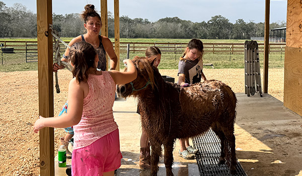 campers learn about horses and proper care